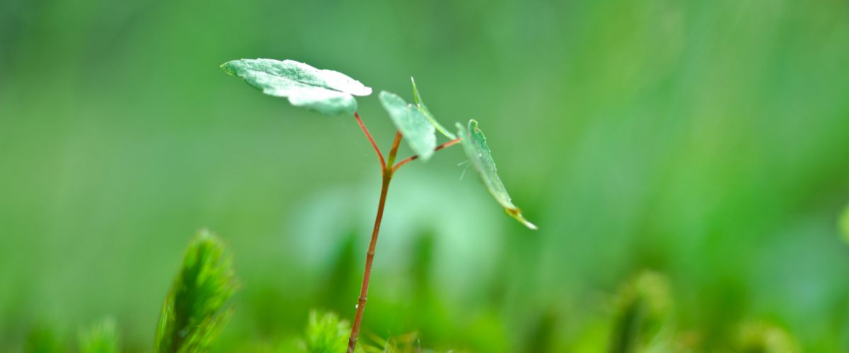 Jungpflanzen von Bäumen strecken sich aus dem Boden