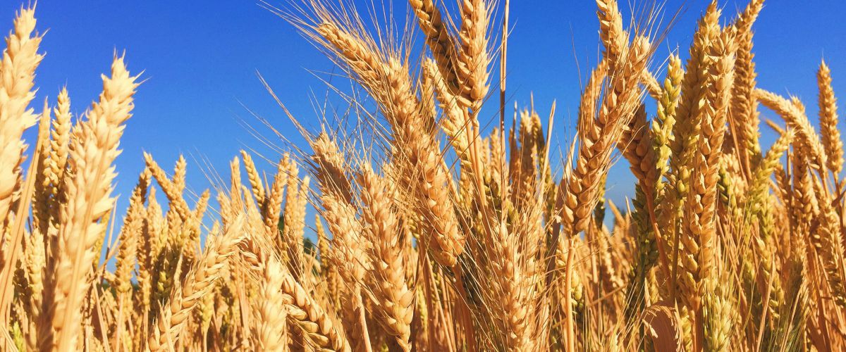 Reife Getreideähren vor blauem Himmel