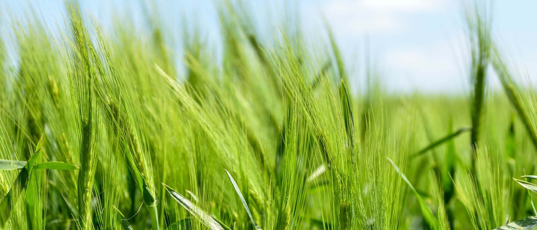 Grüne Getreideähren auf Feld