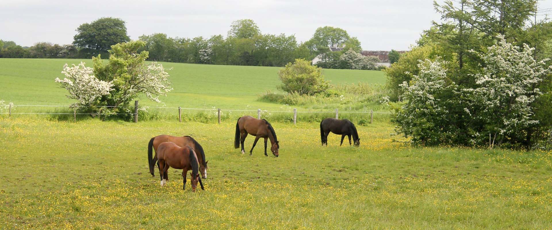 Pferde grasen auf einer Koppel