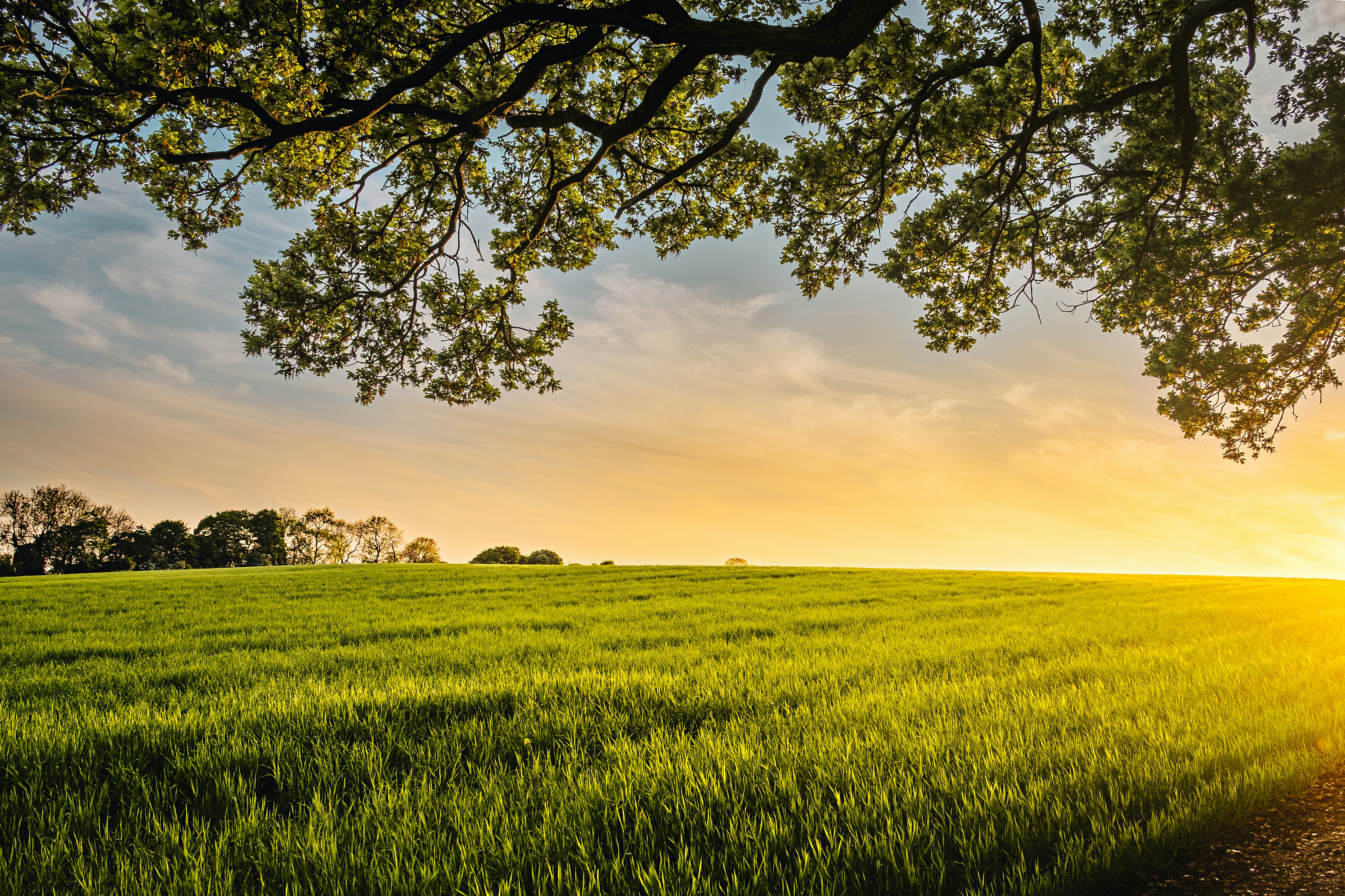 Getreidefeld im Abendlicht mit Bäumen